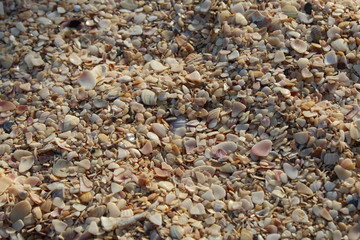 Ракушечный пляж