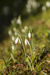 Close up of snowdrops in spring, England, UK.