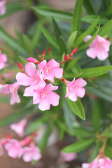 Fototapeta na wymiar Pink flowers.