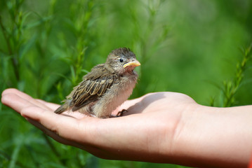 Young yellow-beaked sparrow sits on  children's palm