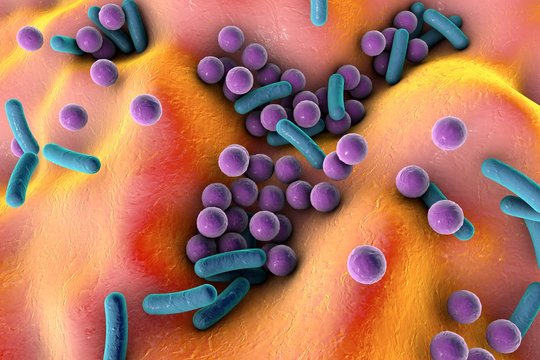 Bacteria on the surface of skin or mucous membrane, model of staphylococcus and streptococcus, model of microbes, bacteria simulating electron microscope, pyogenic bacteria, enteric bacteria