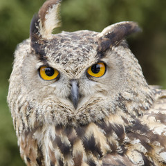 Obraz premium Eagle Owl