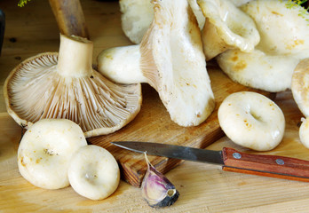 Still life with fresh milk mushrooms