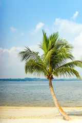 Fototapeta premium Palm tree at the beach with clear blue sky