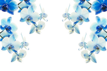 Blue orchids flowers on a white background