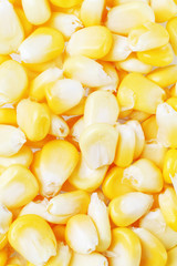 Fresh Sweet Corn