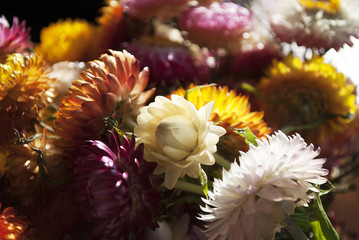 Strohblumen in verschiedenen Farben, Helichrysum