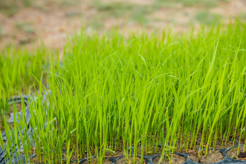 Rice seedlings were grown to a spike.