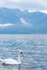 Naklejka na ściany i meble white swan swimming in the lake
