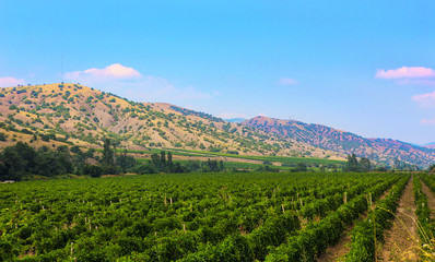 Fototapeta na wymiar Crimea vineyard against mountains