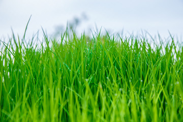 Rice seedlings were grown to a spike.