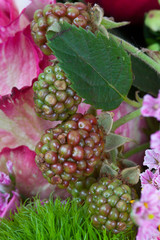 Red and green raspberry fruit between flowers