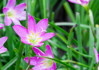 Rain lily flower in garden