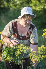 Naklejka na ściany i meble elderly woman with a basket of vegetables on the farm