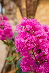 Fototapeta premium Lythraceae Lagerstroemia indica L. Beautiful pink flower