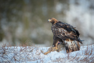 Golden Eagle