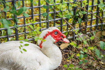White Duck in garden