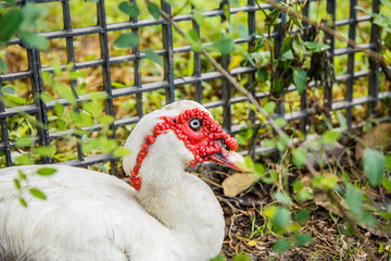 White Duck in garden
