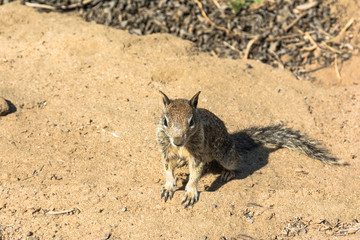 the squirrel on the sand, California