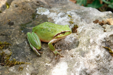 GRENOUILLE - RAINETTE VERTE SUR UNE ROCHE