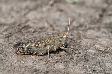 Locust