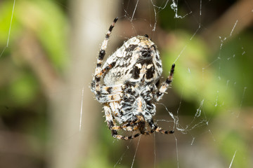 Big spider in the center of his damaged web with a green blurred background.