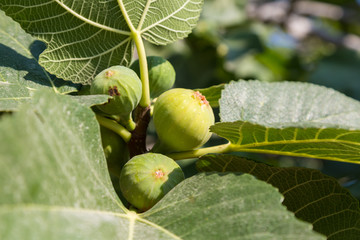 Ripe green fig