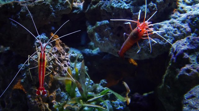 crayfish, lobster