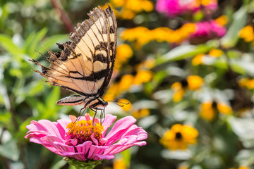Tiger Swallowtail with Torn Wings on pink  flower