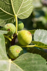 Ripe green fig