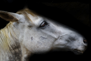 White Horse Head Isolated on Black