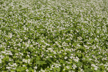Buckwheat