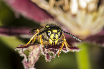 Macro of Common Wasp (Vespula vulgaris)