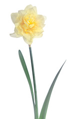 Beautiful daffodil isolated on white background