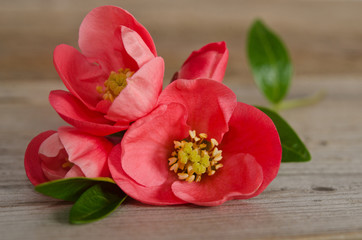 beautiful pink flowers with buds on wooden background