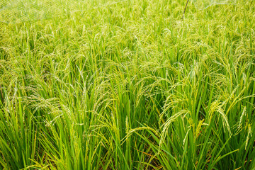 Rice fields in Thailand