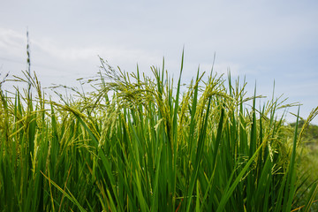 Rice fields in Thailand