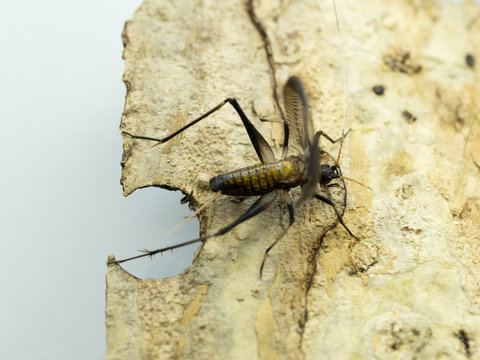 139 最適な 鈴虫 画像 ストック写真 ベクター Adobe Stock