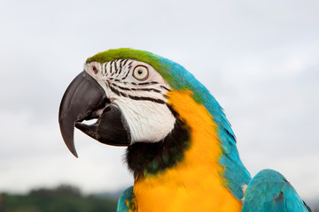 Blue and yellow parrot