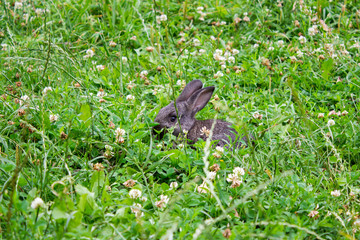 Naklejka na ściany i meble bunny hiding in grass