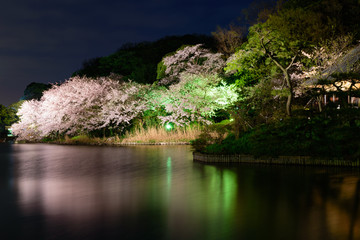 Fototapeta na wymiar Cherry blossoms at the Sankeien garden in Yokohama, Kanagawa, Japan