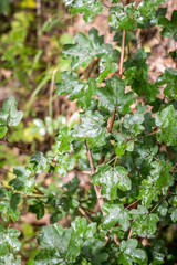 wet green leaves