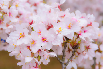 Fototapeta premium Cherry blossoms