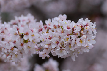 Cherry blossoms