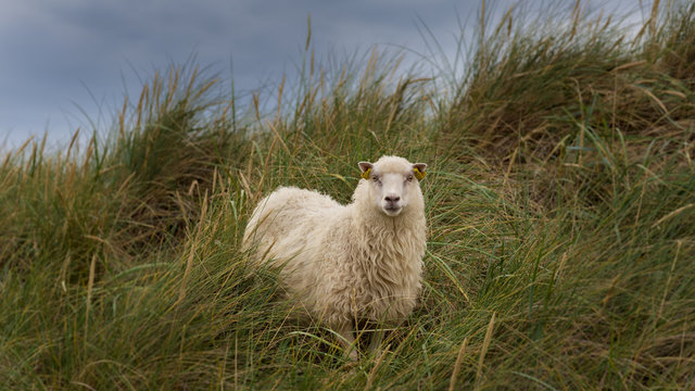 wolliges Schaf auf ungewöhnlicher Weide