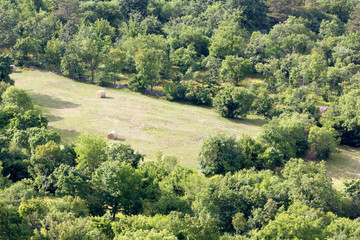Grassland in the middle of a Forest
