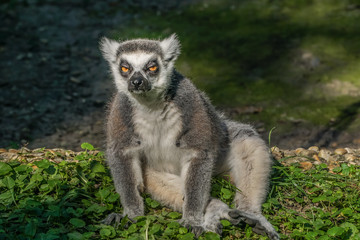 Fototapeta premium lemur