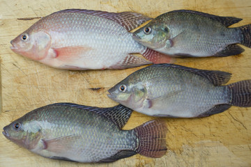 Aquaculture raising tilapia