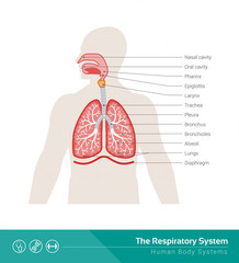 The respiratory system