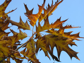 Fototapeta premium Northern red oak Quercus rubra fall leaves against blue sky